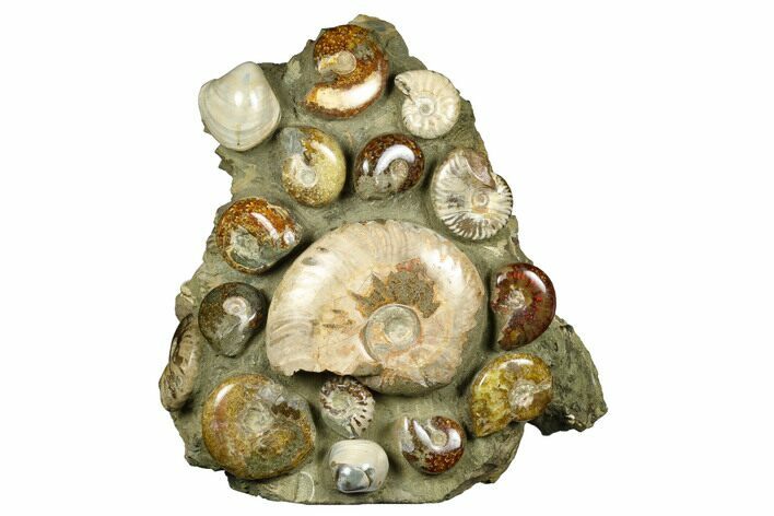 Tall, Composite Ammonite Fossil Display - Madagascar #175812